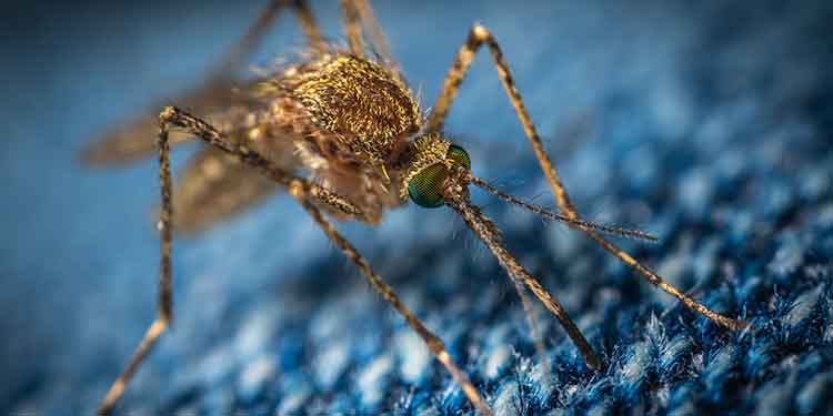 Up close view of a mosquito biting a camper.