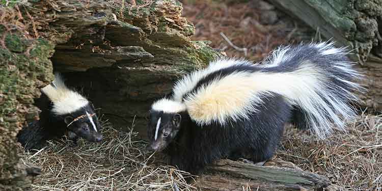 What To Do If You Encounter a Skunk On Your Hike