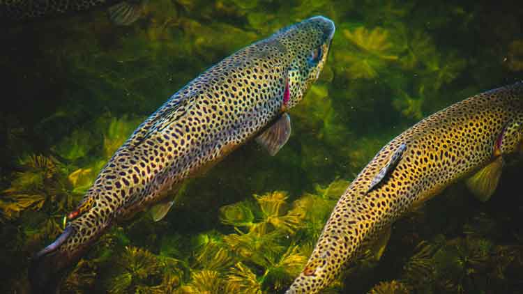 Trout swimming in a stream.