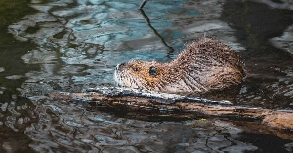 Beaver in the water behind a log.