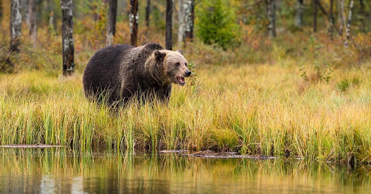 Grizzly bear at the edge of a lake.