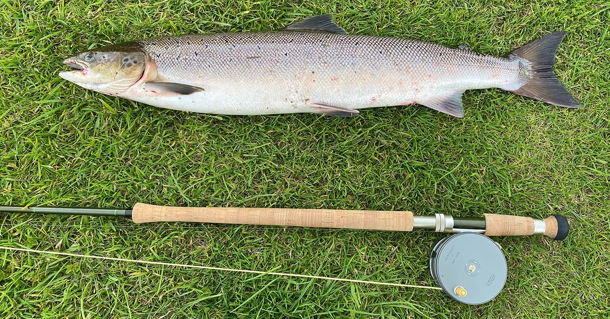 A fly fishing pole and a salmon laying on green grass.